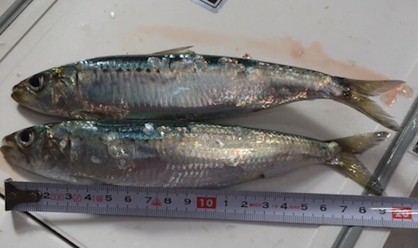 昨年釣れたイワシ