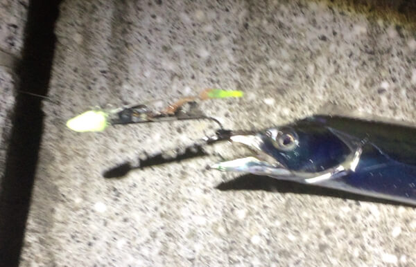 簡単!太刀魚ゲッター