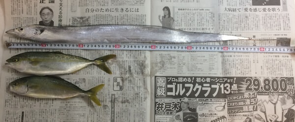 太刀魚とツバス