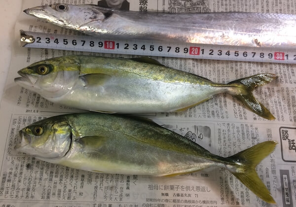 本日の釣果