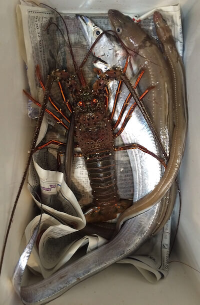 伊勢海老が釣れた