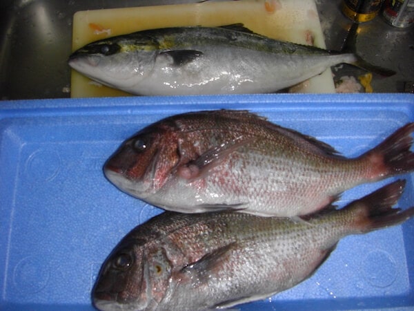 海釣り公園みかたで釣れた魚