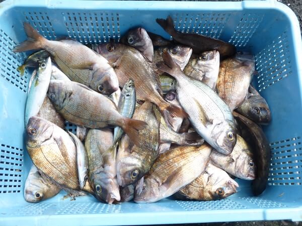 ファミリーコースの釣果