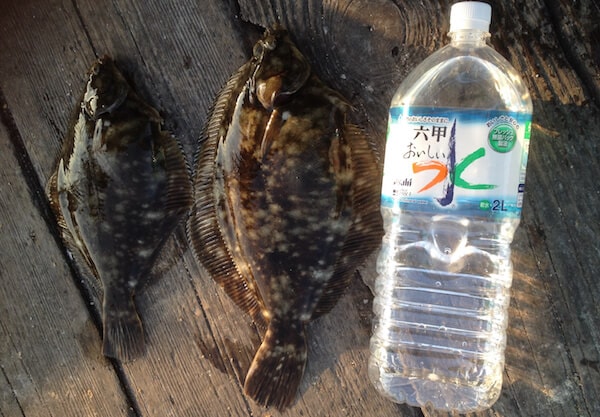鵜方浜のカレイ釣り