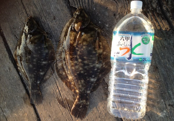 鵜方浜のカレイ釣り