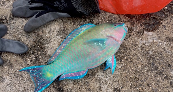 釣れた魚